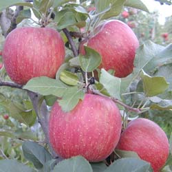 Malus pumila Fuji